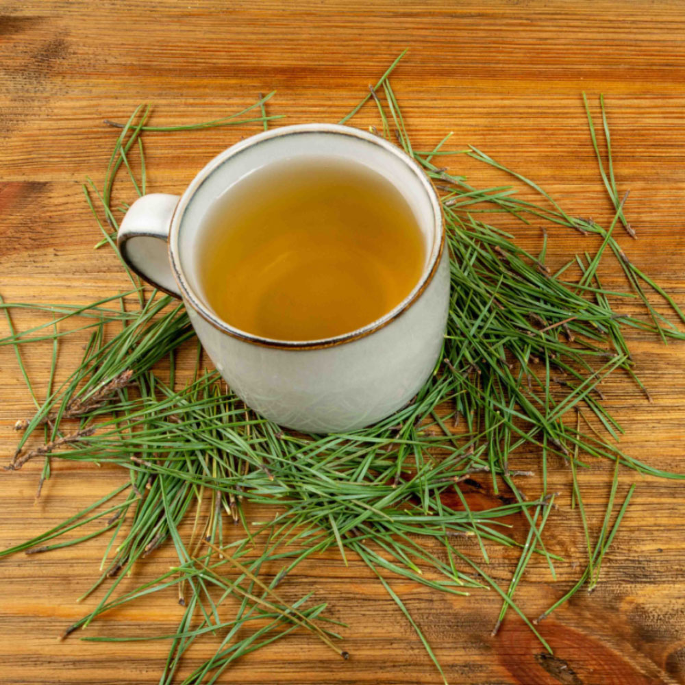 Pine Needle Tea Article