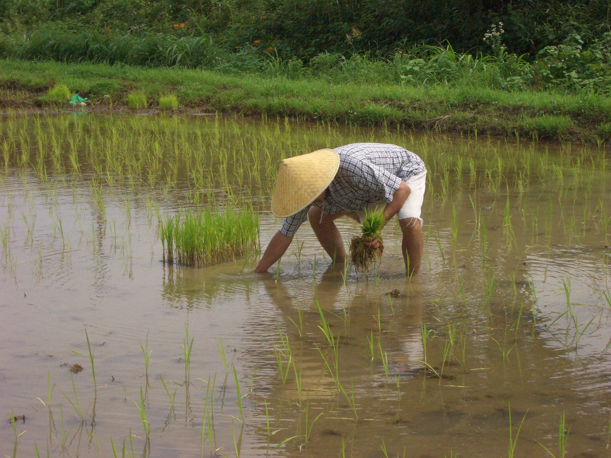 Brown Rice Cultivation