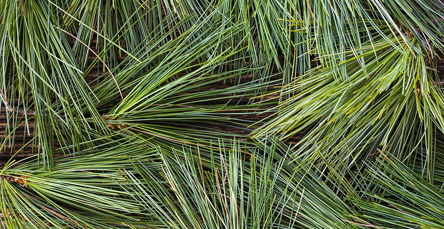 What is pine needle?