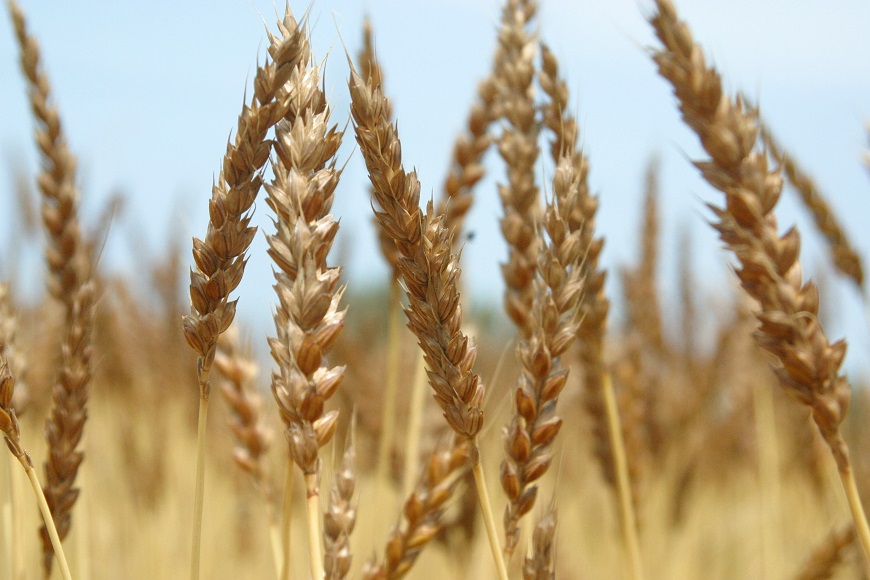 無農薬栽培有機国産小麦