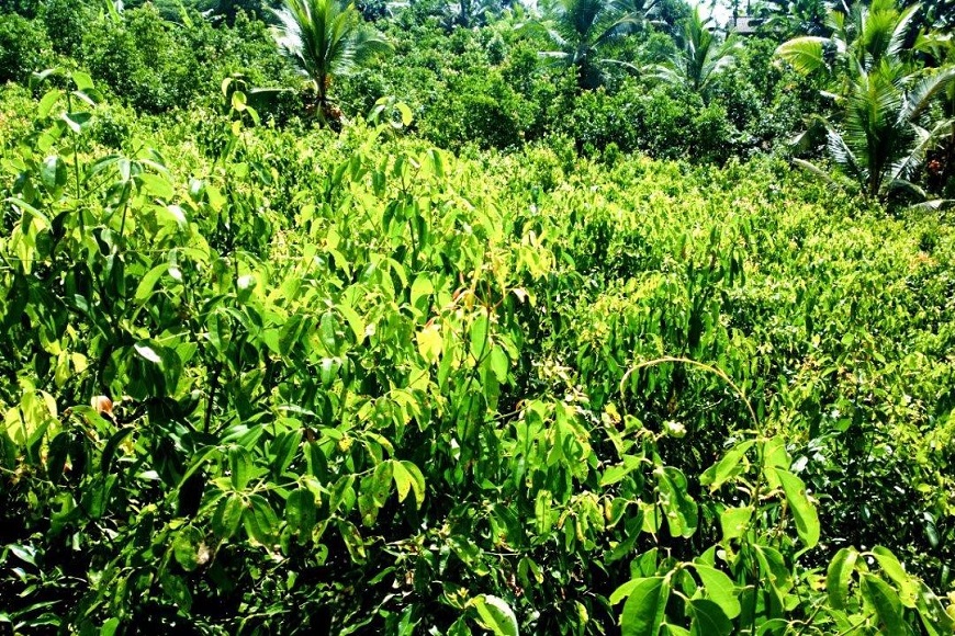 スリランカのシナモン畑