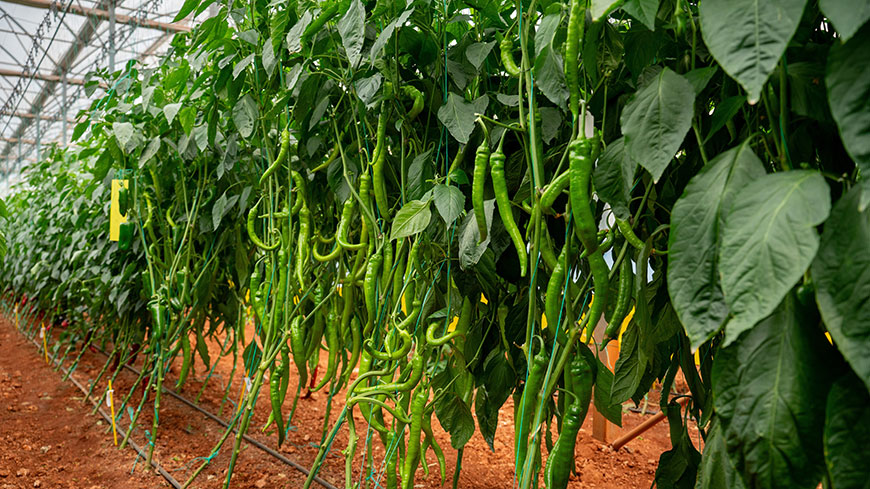 �Ĥ椹�����礦