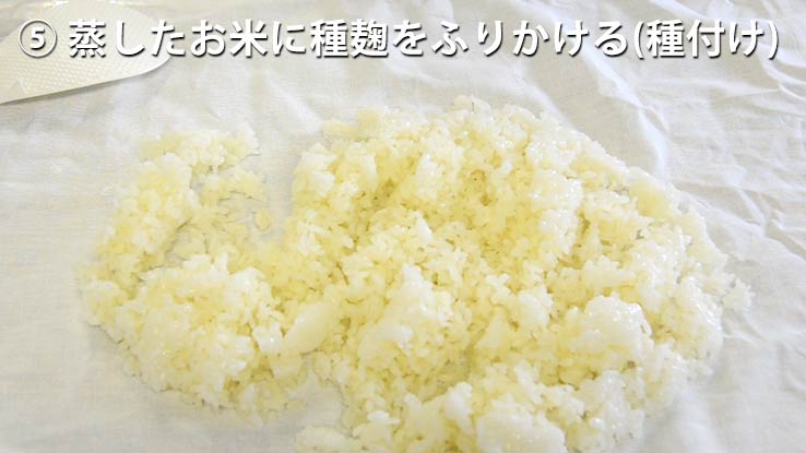 蒸したお米に種麹をふりかける(種付け) 