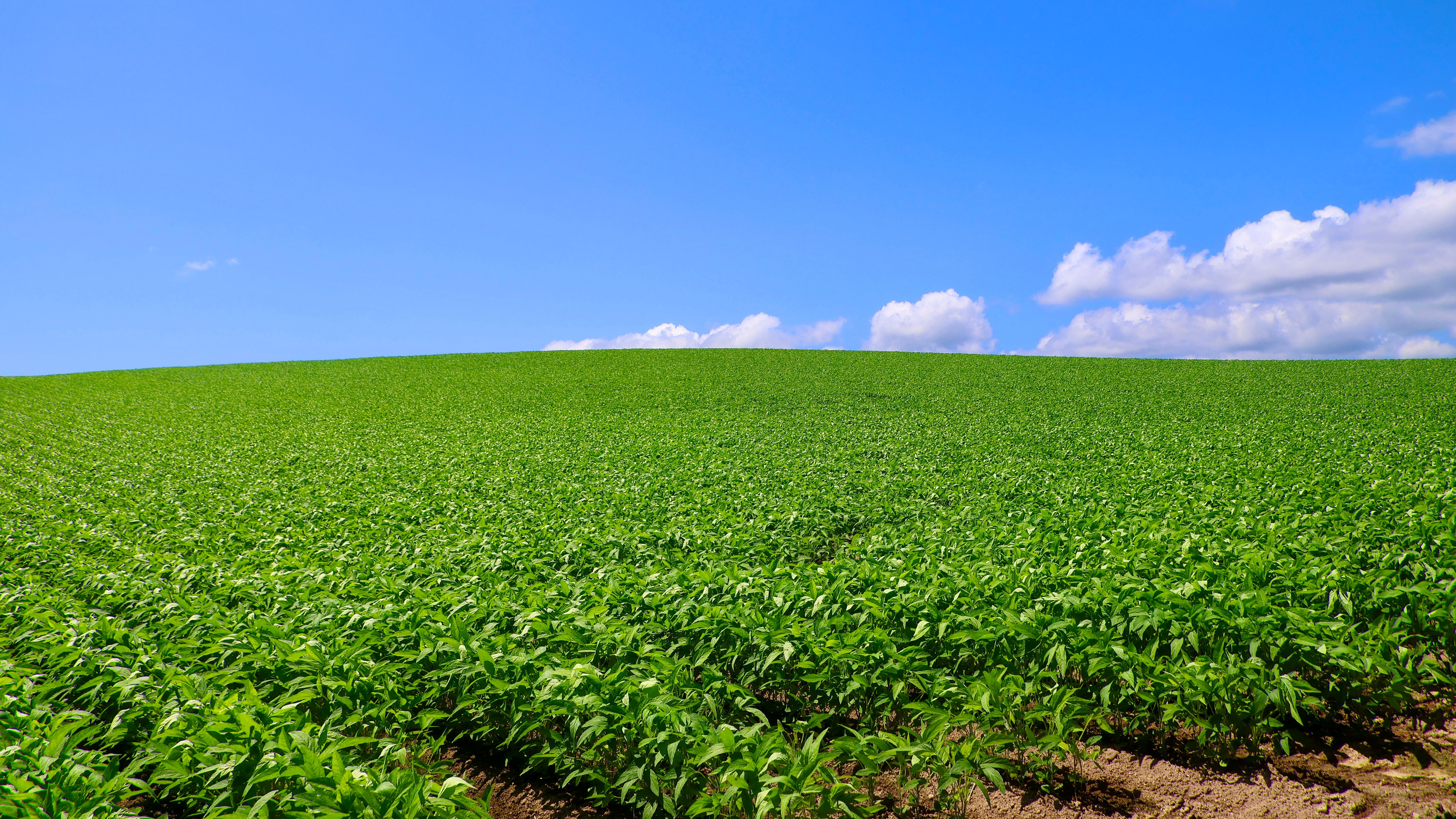 ��ͭ����Ʀ�Υ������˥å�Ĳ�襽���ץ��ƥ������