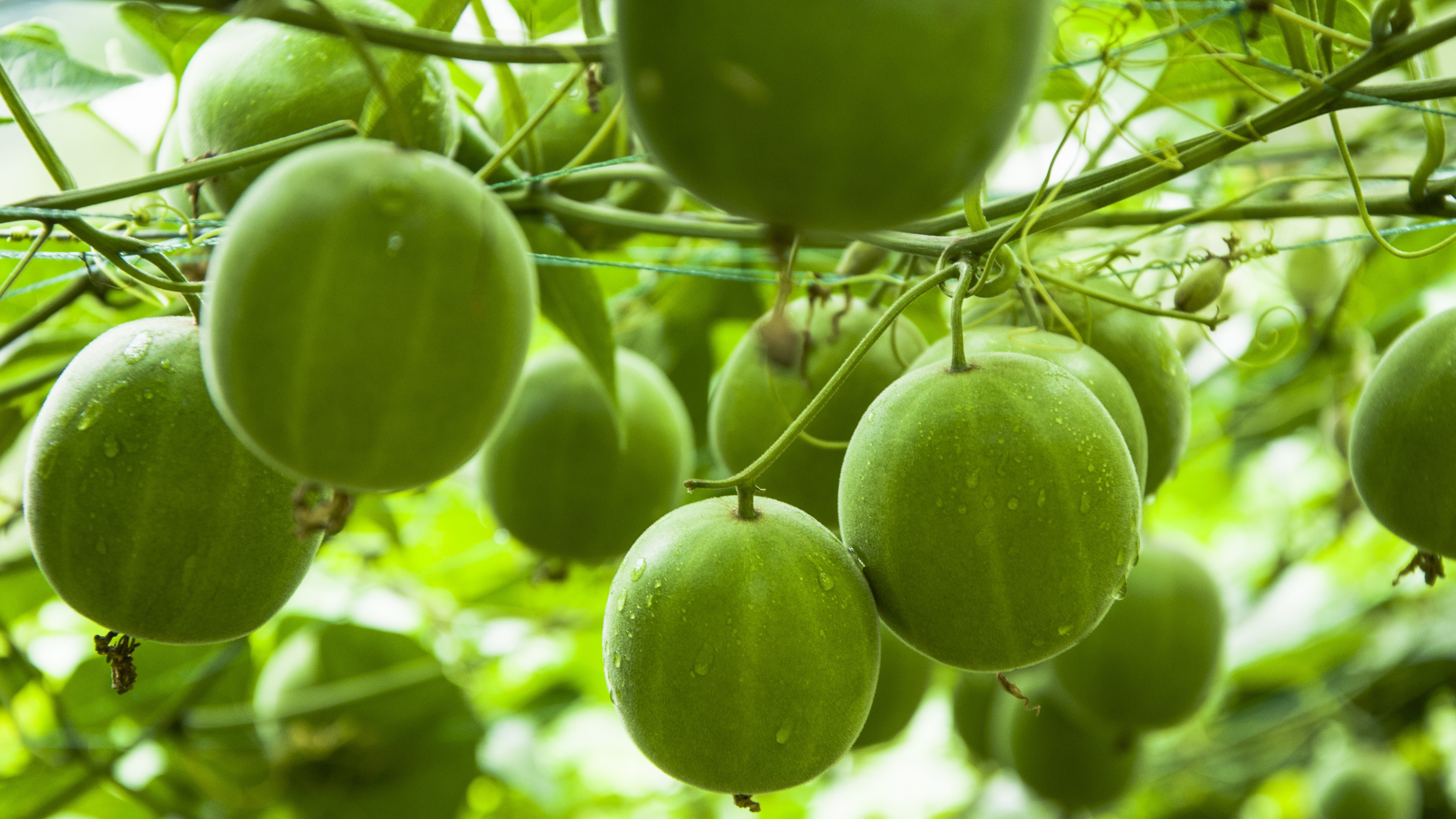 ��ͭ����Ʀ�Υ������˥å�Ĳ�襽���ץ��ƥ���饫��