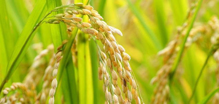 米油の栄養成分について